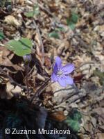 jaterník podléška