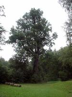 Památný strom Dub letní, zámecký park, Nová Horka