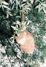 hnízdo moudivláčka lužního