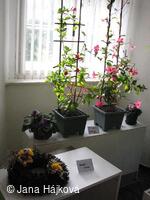 Výstava ovoce, zeleniny a květin